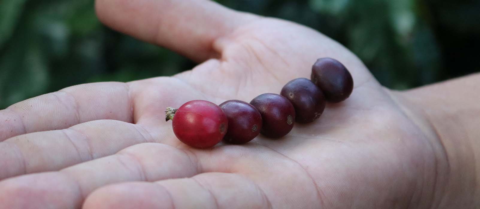 cerises de café